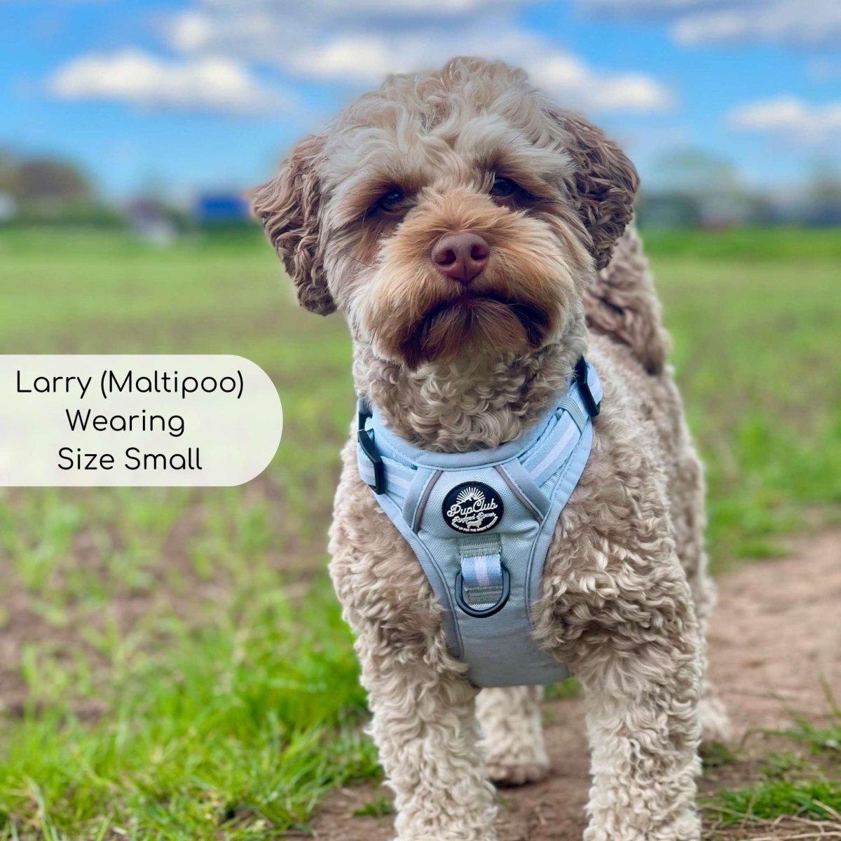 Rugged Rover™ Harness - Pastel Blue | Shop Brit | UK Pet Shop | Rugged Rover Dog Harness