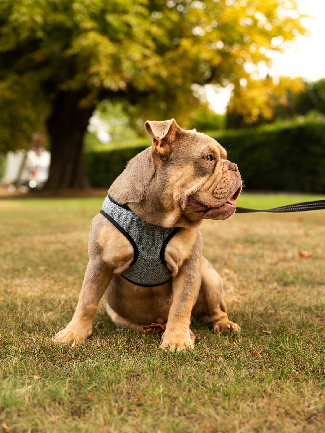 Soho Poms x Bowl & Bone Republic Mayfair Harness - Ocean | Shop Brit | UK Pet Shop | Dog Harnesses