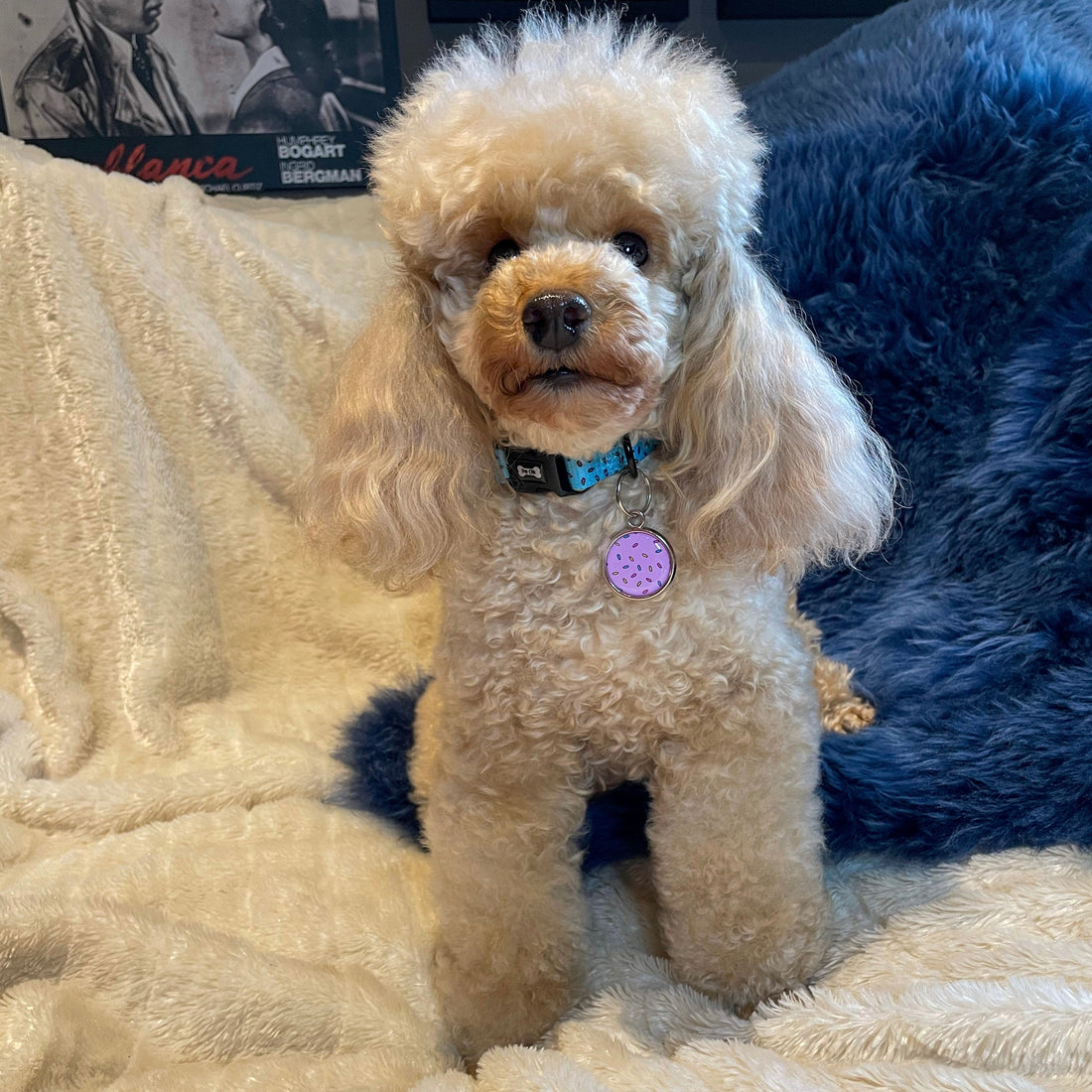 Sprinkles For Days Collar - pink or blue sprinkles dog collar | Shop Brit | UK Pet Shop | Pet Products