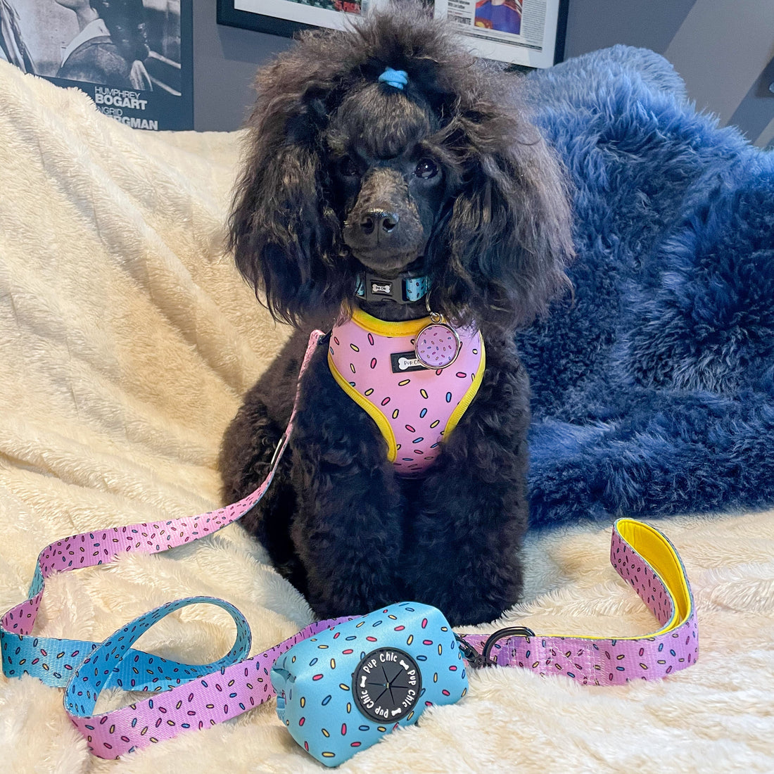 Sprinkles For Days Collar - pink or blue sprinkles dog collar | Shop Brit | UK Pet Shop | Pet Products