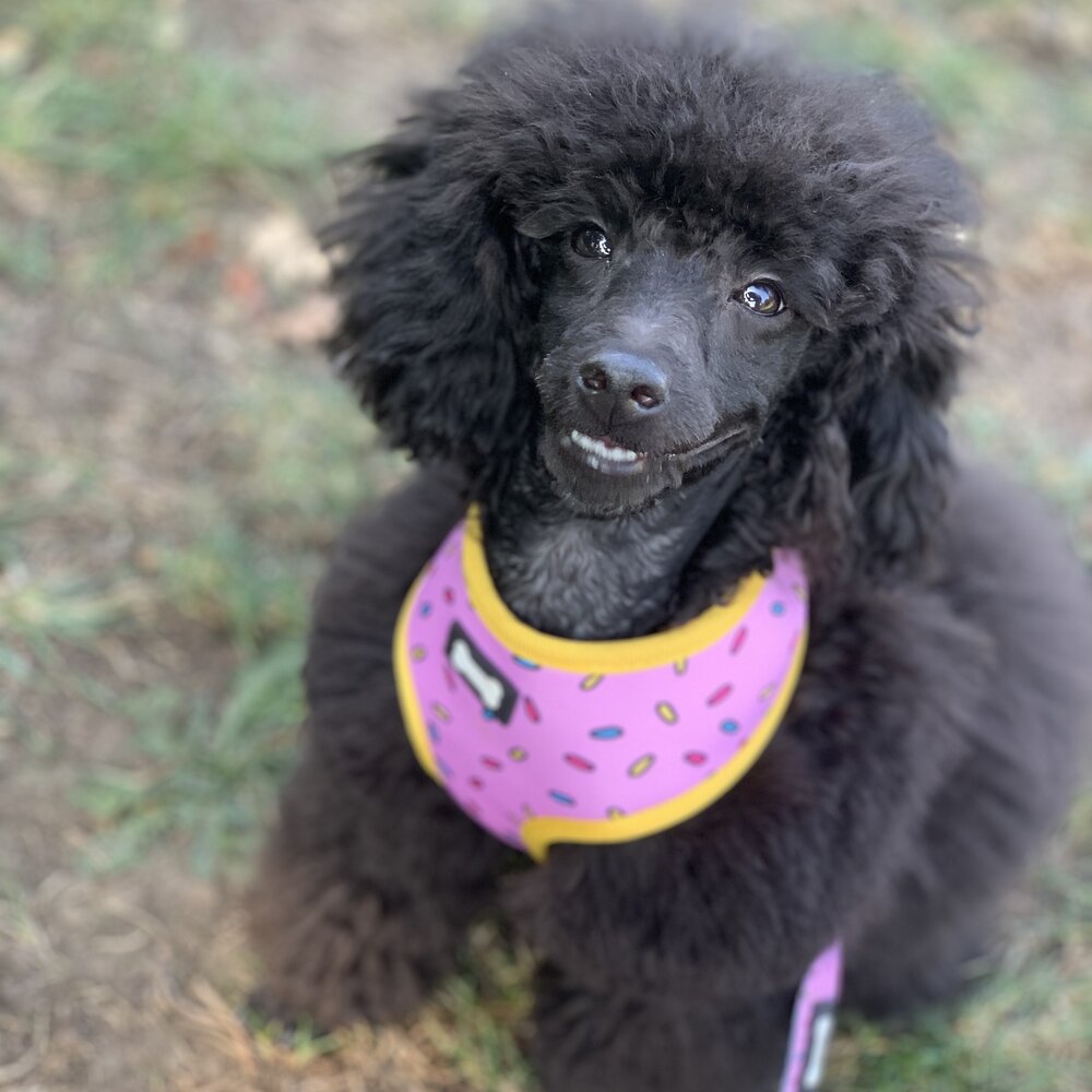 Sprinkles for Days reversible harness | Shop Brit | UK Pet Shop | Pet Products