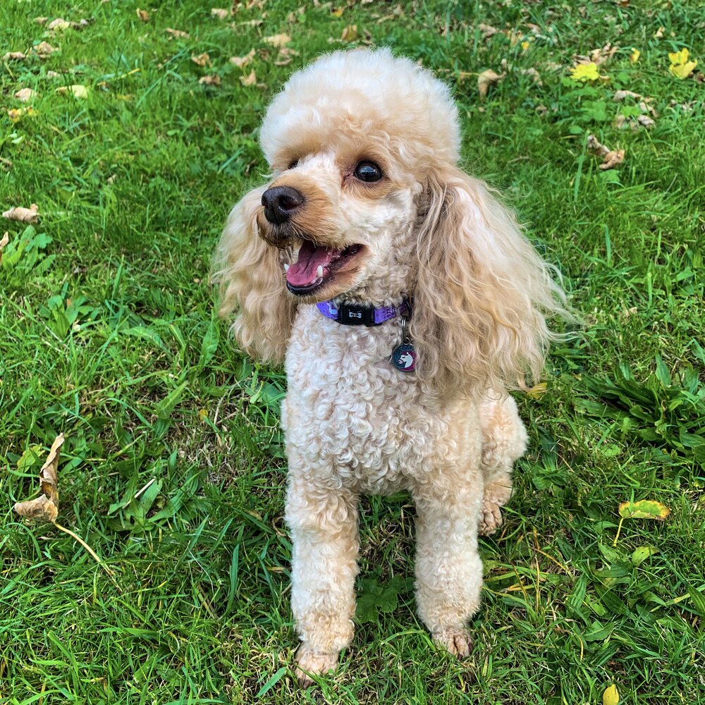 Daydreams and Unicorns Collar | Shop Brit | UK Pet Shop | Pet Products