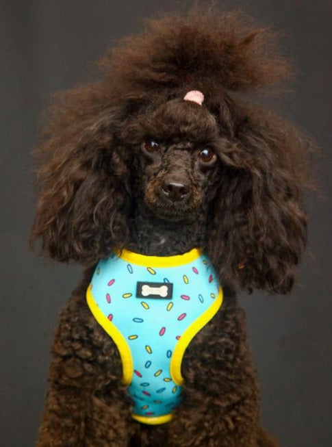 Sprinkles for Days reversible harness | Shop Brit | UK Pet Shop | Pet Products
