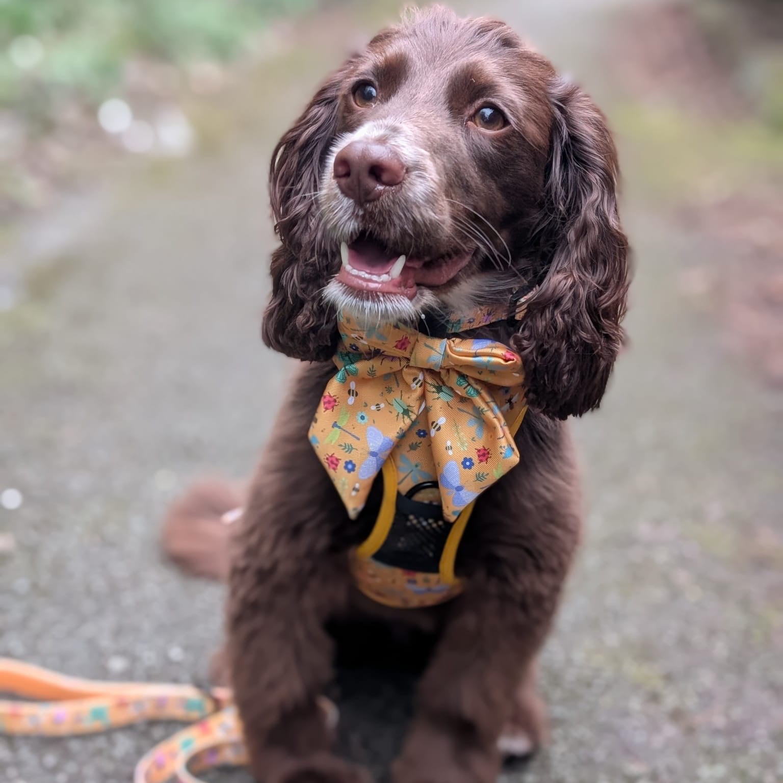 Summer Buzzin' No Pull Tactical Dog Harness – Yellow Insect Print, Adjustable, Step-In (XS-XL) | Shop Brit | UK Pet Shop | 