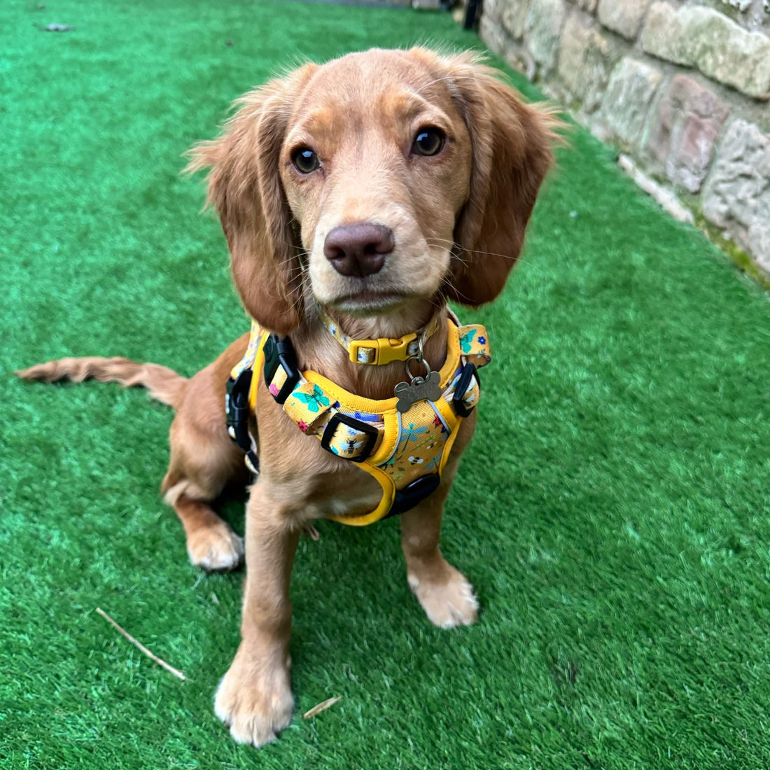 Summer Buzzin' No Pull Tactical Dog Harness – Yellow Insect Print, Adjustable, Step-In (XS-XL) | Shop Brit | UK Pet Shop | 