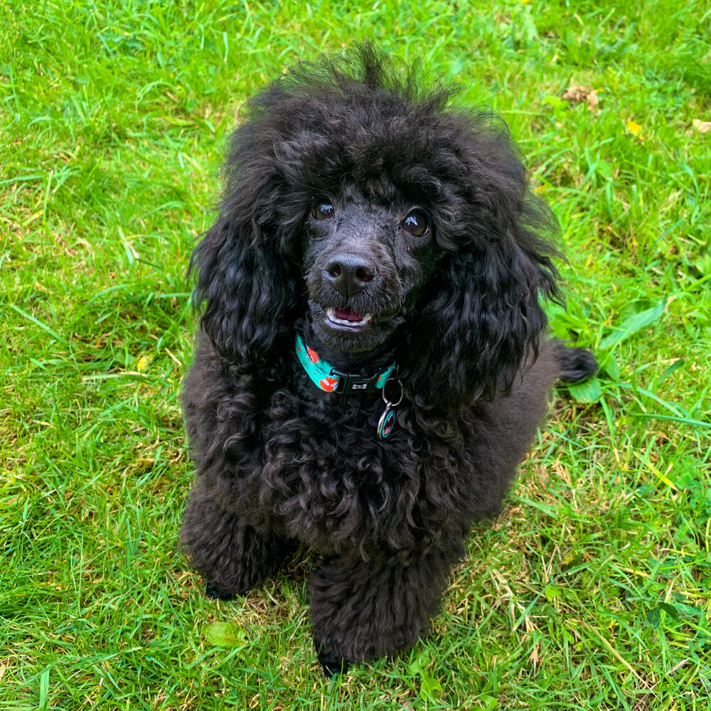 Inquisitive Fox Collar | Shop Brit | UK Pet Shop | Pet Products