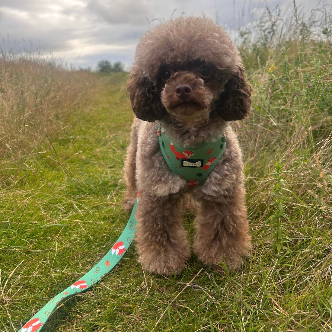 Inquisitive Fox XXS Puppy Harness | Shop Brit | UK Pet Shop | Pet Products