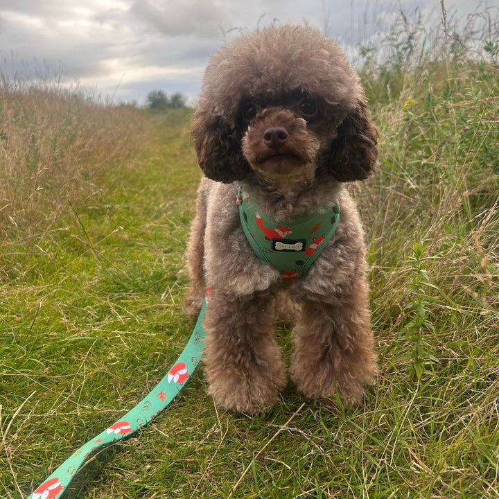 Inquisitive Fox XXS Puppy Harness | Shop Brit | UK Pet Shop | Pet Products