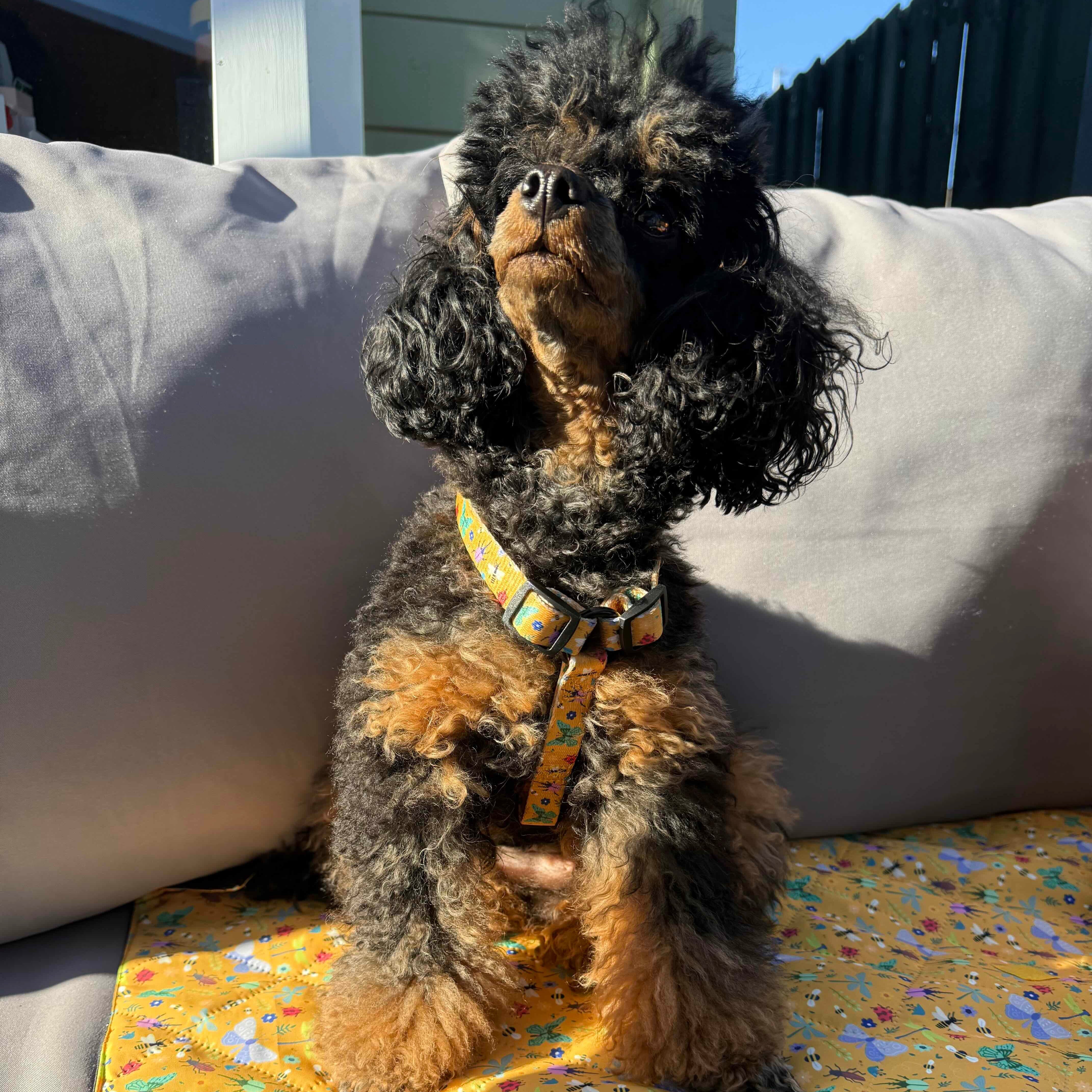 Summer Buzzin’ puppy XXXS strap harness | Shop Brit | UK Pet Shop | Pet Products