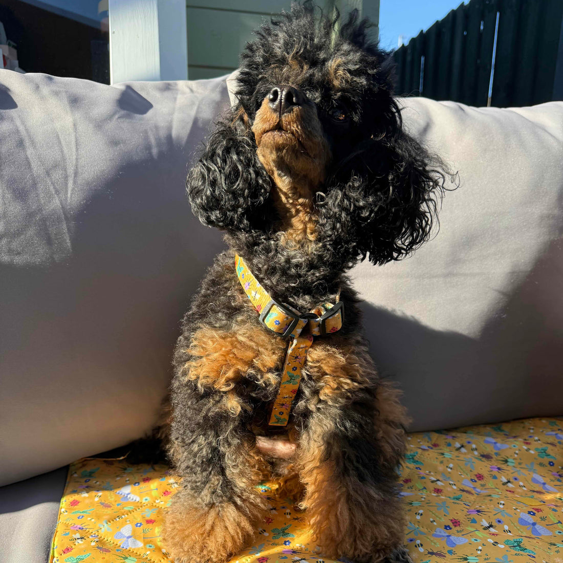 Summer Buzzin’ puppy XXXS strap harness | Shop Brit | UK Pet Shop | Pet Products