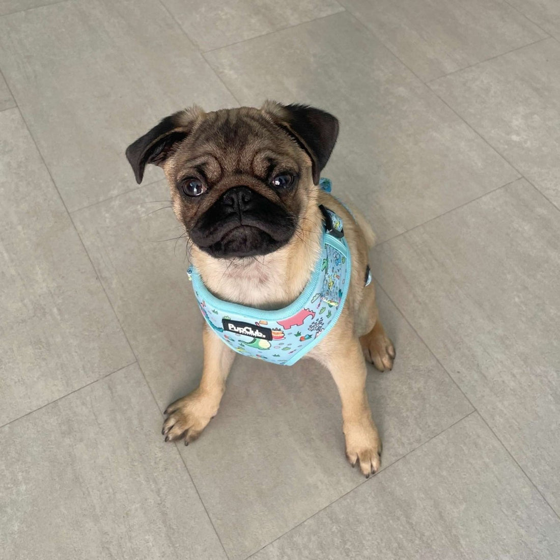 Adjustable Harness - Jurassic Party