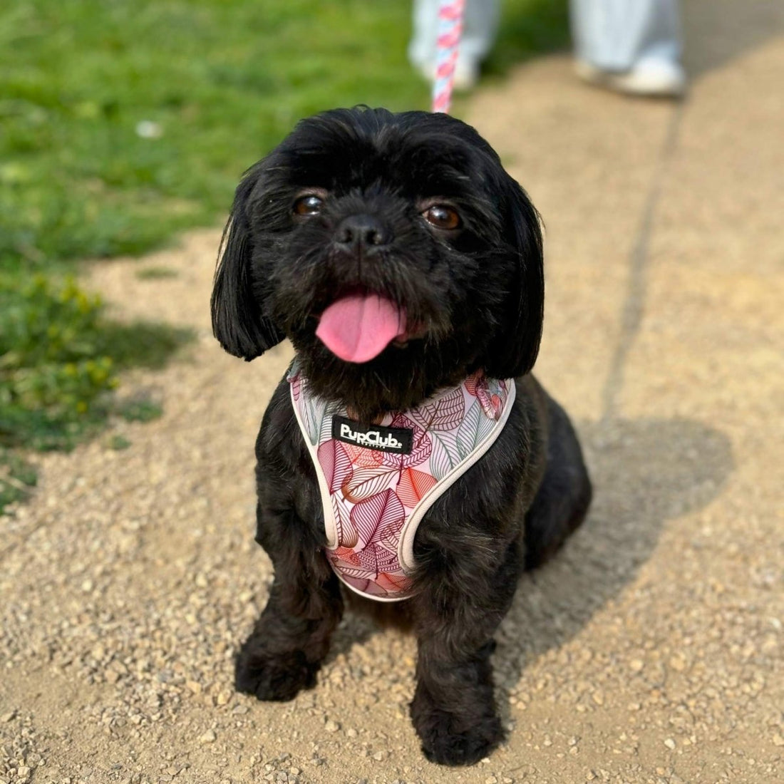 Adjustable Harness - Autumn Breeze | Shop Brit | UK Pet Shop | Adjustable Dog Harness