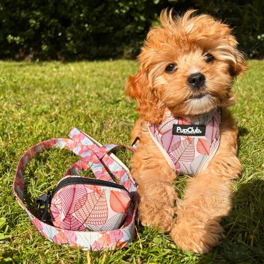 Adjustable Harness - Autumn Breeze | Shop Brit | UK Pet Shop | Adjustable Dog Harness