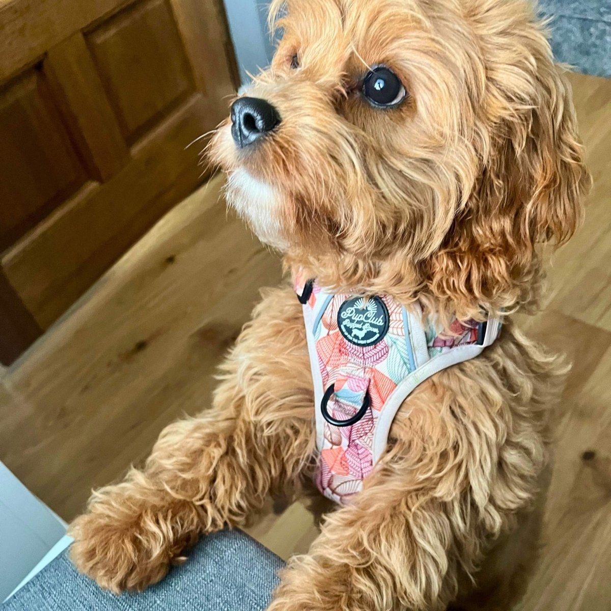 Adjustable Harness - Autumn Breeze | Shop Brit | UK Pet Shop | Adjustable Dog Harness