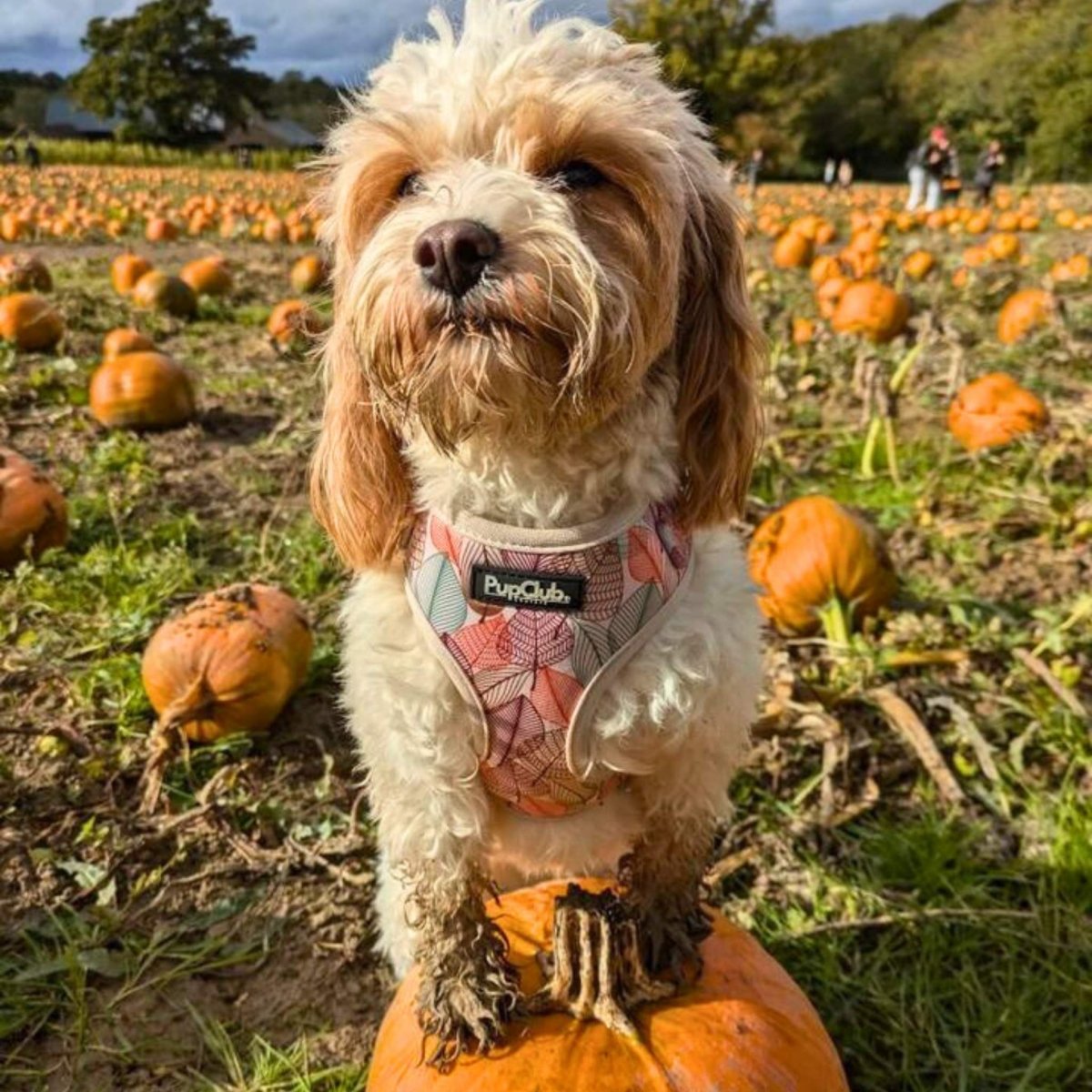 Adjustable Harness - Autumn Breeze | Shop Brit | UK Pet Shop | Adjustable Dog Harness