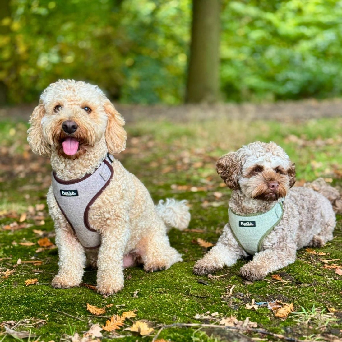 Tweed Adjustable Harness - Sage