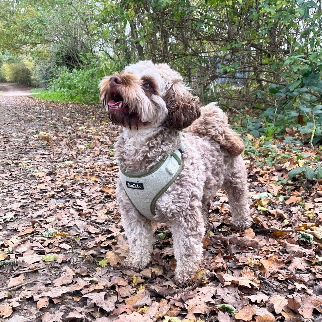 Tweed Adjustable Harness - Sage