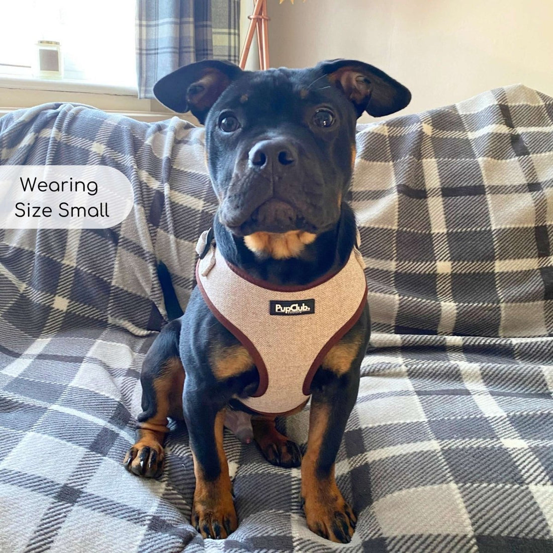 Tweed Adjustable Harness - Brown