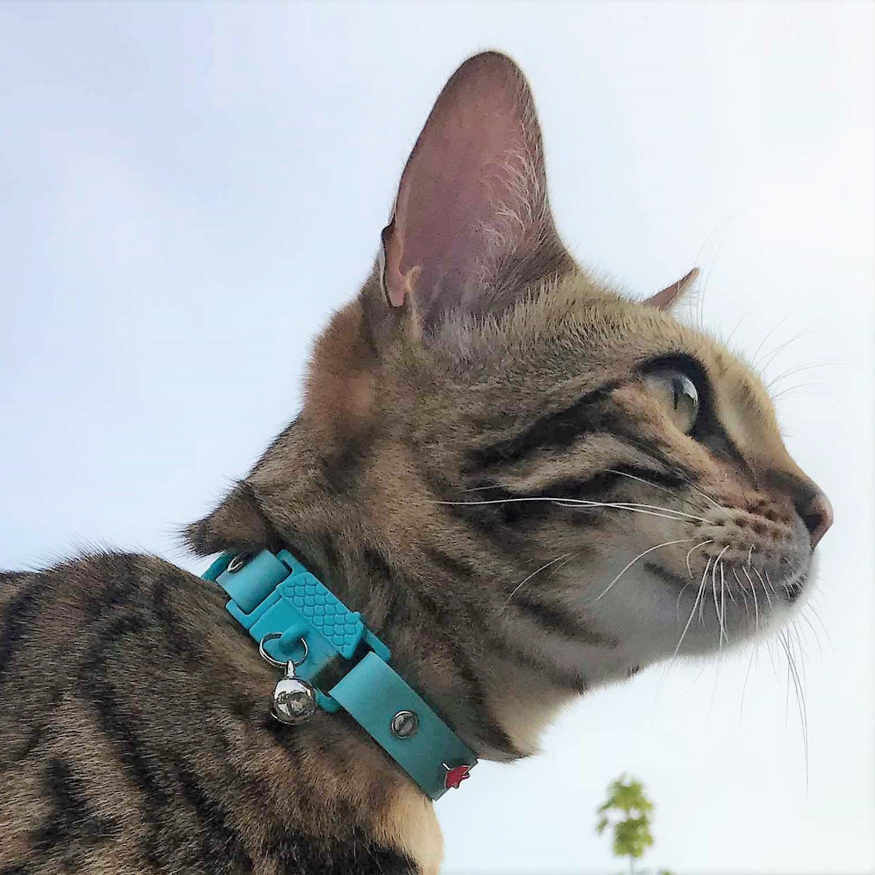 KITTYRAMA AQUA CAT COLLAR - Quick Release, Breakaway, Hypoallergenic | Shop Brit | UK Pet Shop | Cat Supplies