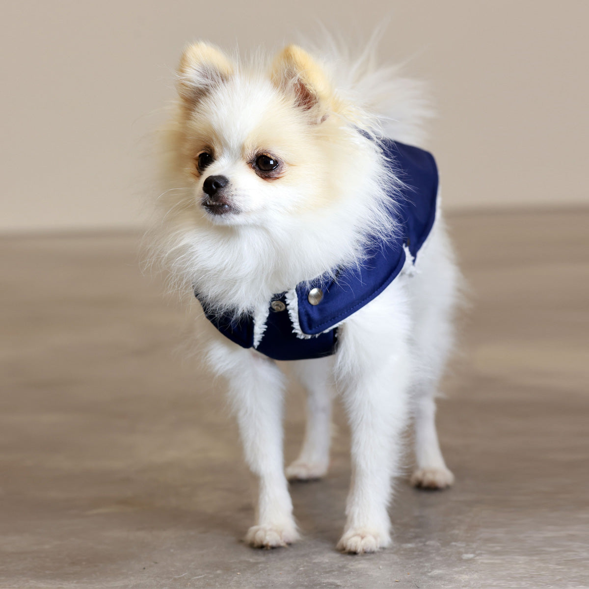 Soho Poms Blue & Ivory Teddy Bear Waterproof Dog Jacket | Shop Brit | UK Pet Shop | Dog Coats