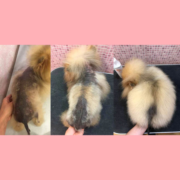 Pomeranian Beauty 'Coat Loss' Alopecia Recovery Pack - Elixir 100ml | Shop Brit | UK Pet Shop | Dog Skin Treatment