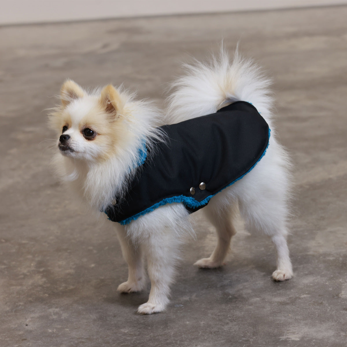 Soho Poms Black & Forest Green Teddy Bear Waterproof Dog Jacket | Shop Brit | UK Pet Shop | Dog Coats