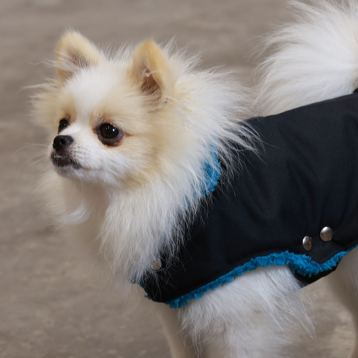 Soho Poms Black & Forest Green Teddy Bear Waterproof Dog Jacket | Shop Brit | UK Pet Shop | Dog Coats