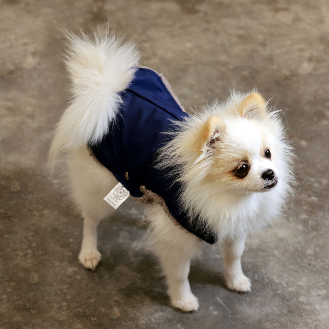Soho Poms Blue & Cappuccino Teddy Bear Waterproof Dog Jacket | Shop Brit | UK Pet Shop | Dog Coats