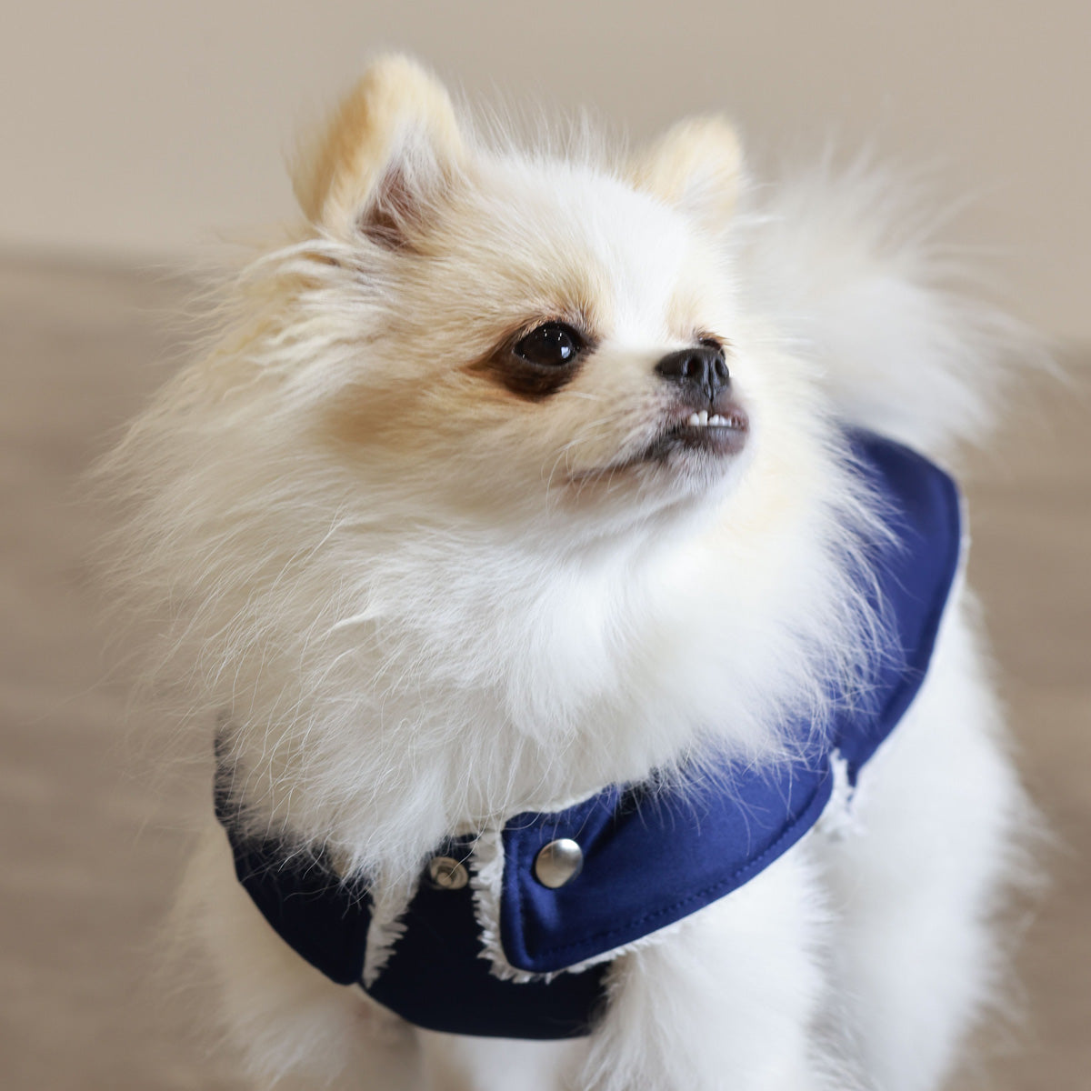 Soho Poms Blue & Ivory Teddy Bear Waterproof Dog Jacket | Shop Brit | UK Pet Shop | Dog Coats