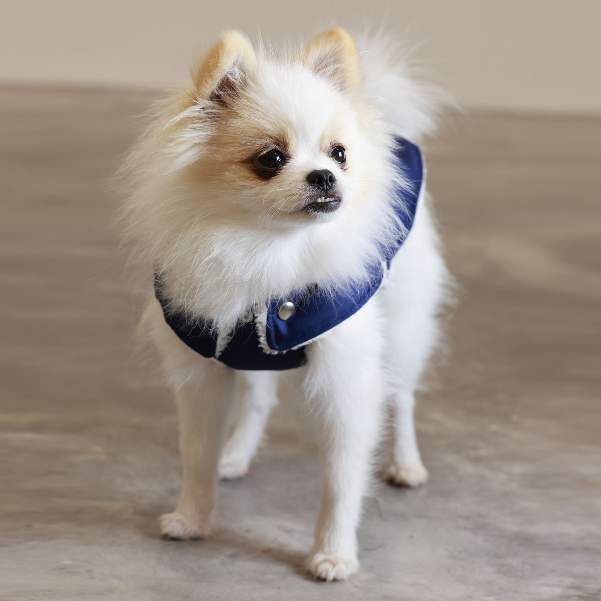 Soho Poms Blue & Ivory Teddy Bear Waterproof Dog Jacket | Shop Brit | UK Pet Shop | Dog Coats