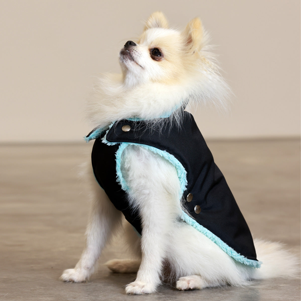 Soho Poms Black & Mint Teddy Bear Waterproof Dog Jacket | Shop Brit | UK Pet Shop | Dog Coats