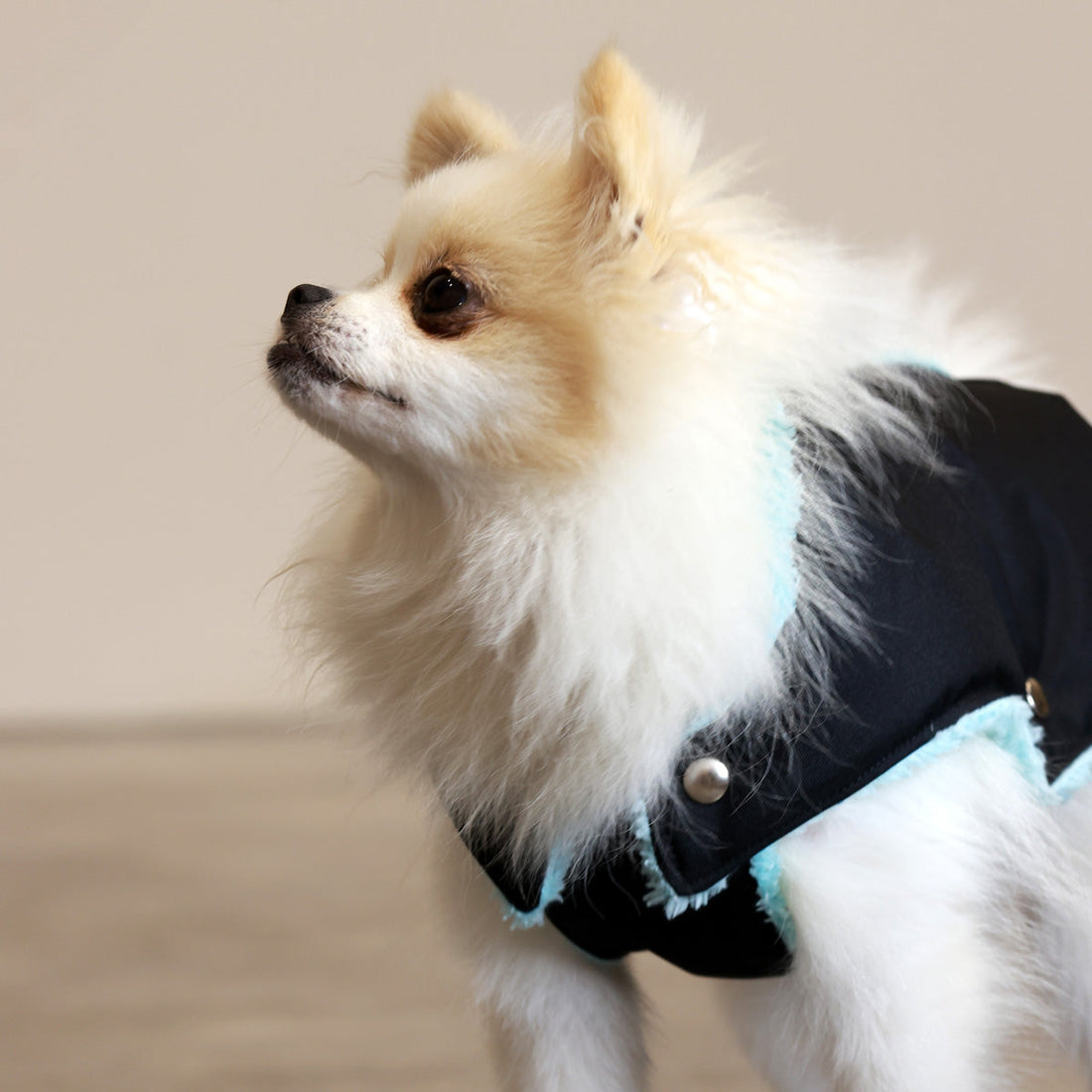 Soho Poms Black & Mint Teddy Bear Waterproof Dog Jacket | Shop Brit | UK Pet Shop | Dog Coats