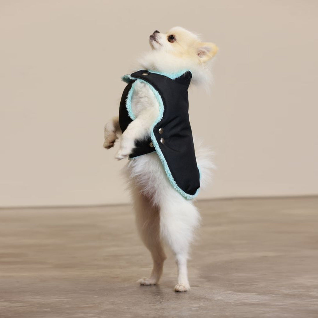 Soho Poms Black & Mint Teddy Bear Waterproof Dog Jacket | Shop Brit | UK Pet Shop | Dog Coats