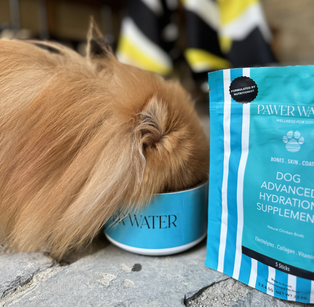 Pawer Water Joint Support (5 Sticks Pouch) | Shop Brit | UK Pet Shop | 