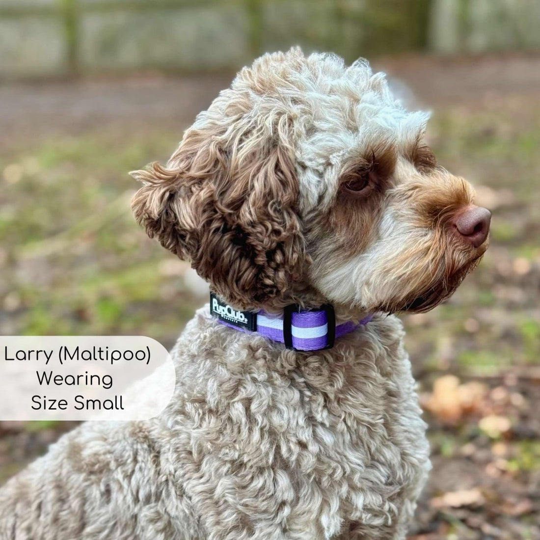 Collar - Lilac Blush | Shop Brit | UK Pet Shop | Dog Collar