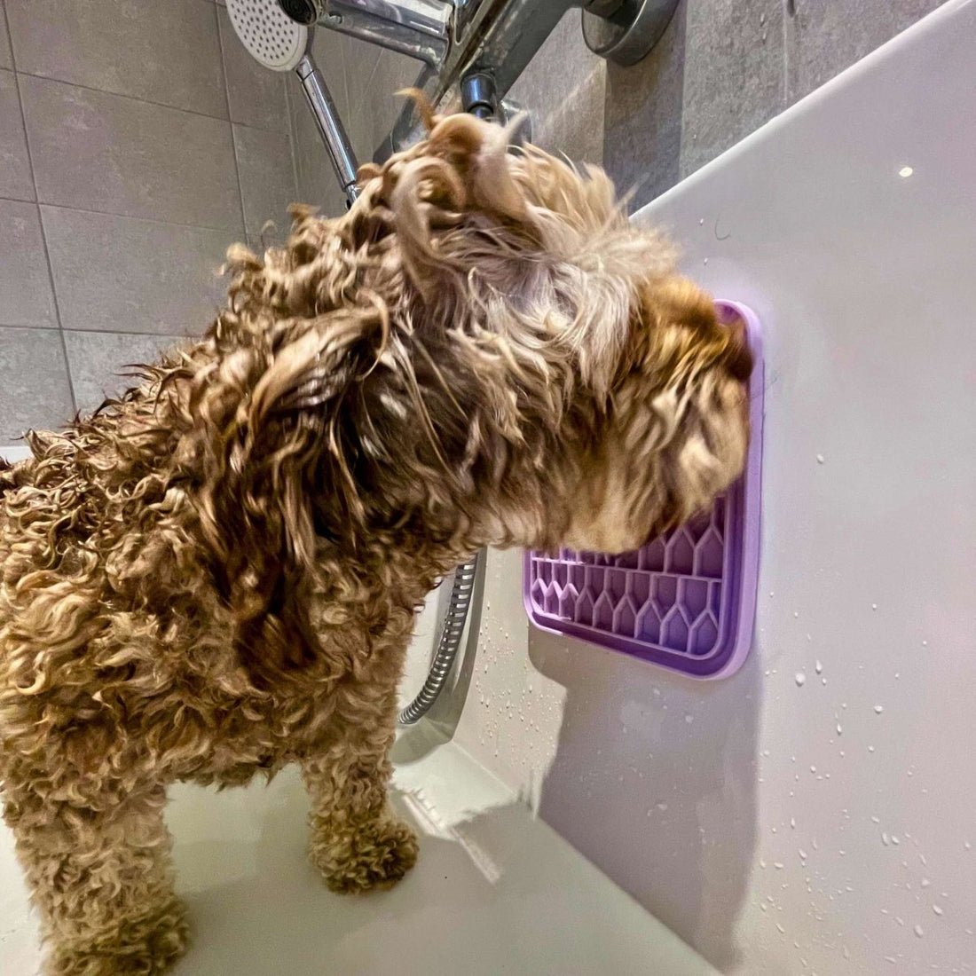 Dog Lick Mat - Lilac