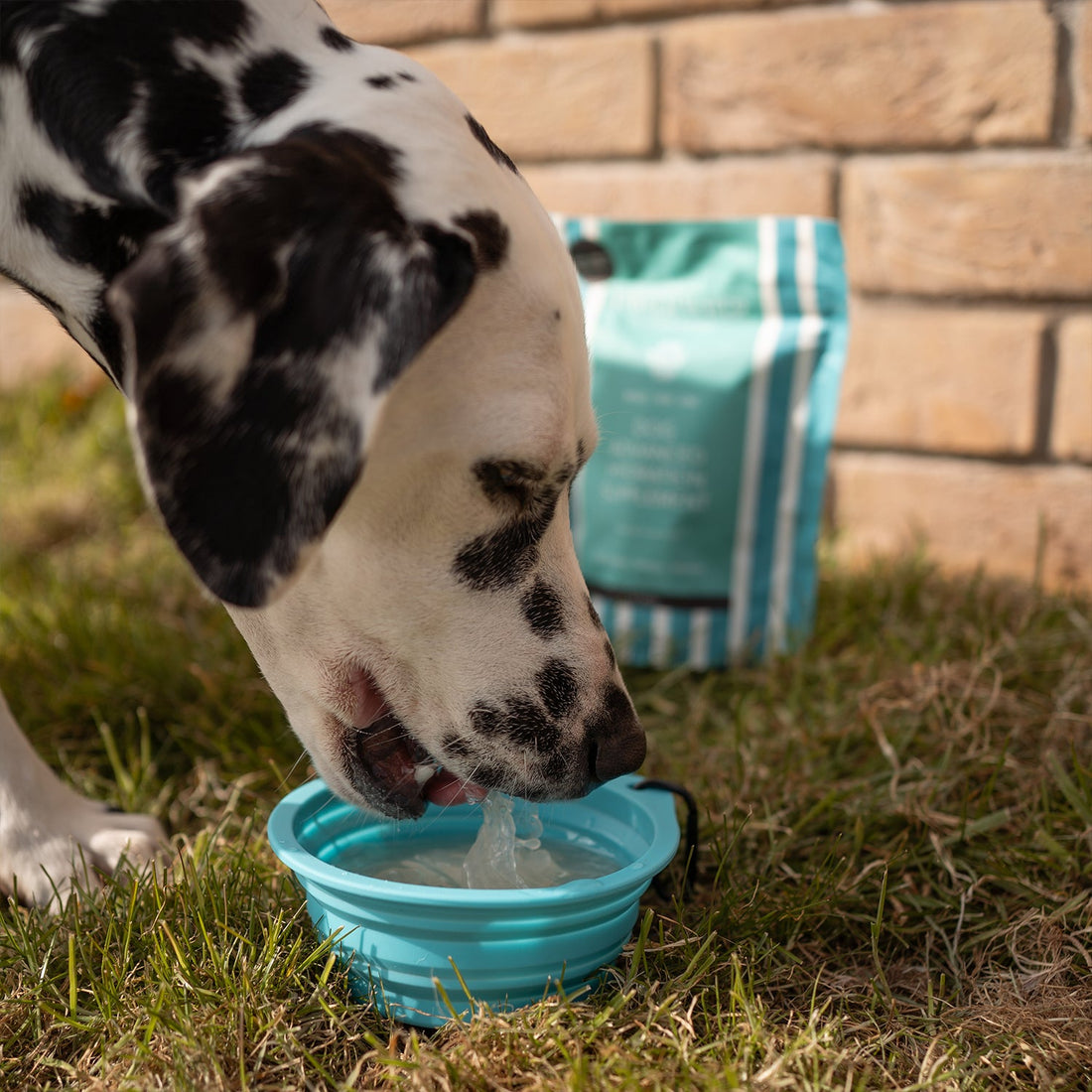 Joint Boost Set | Shop Brit | UK Pet Shop | 