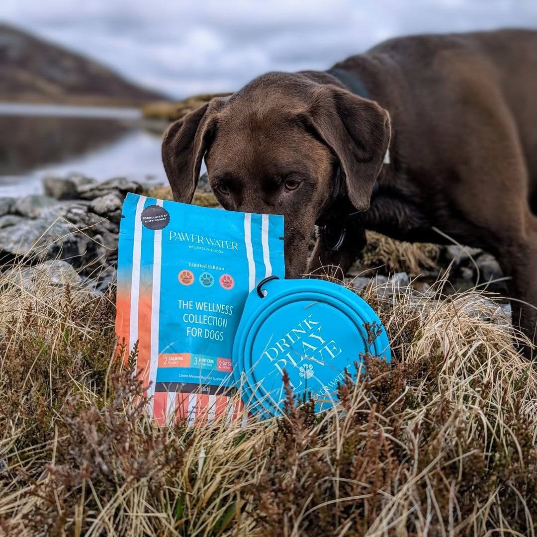 The Explorer Kit | Shop Brit | UK Pet Shop | 