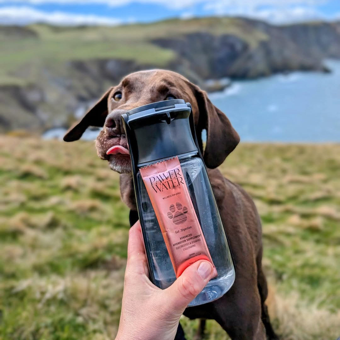 Pawer Water Gut Support (5-sticks Pouch) | Shop Brit | UK Pet Shop | 