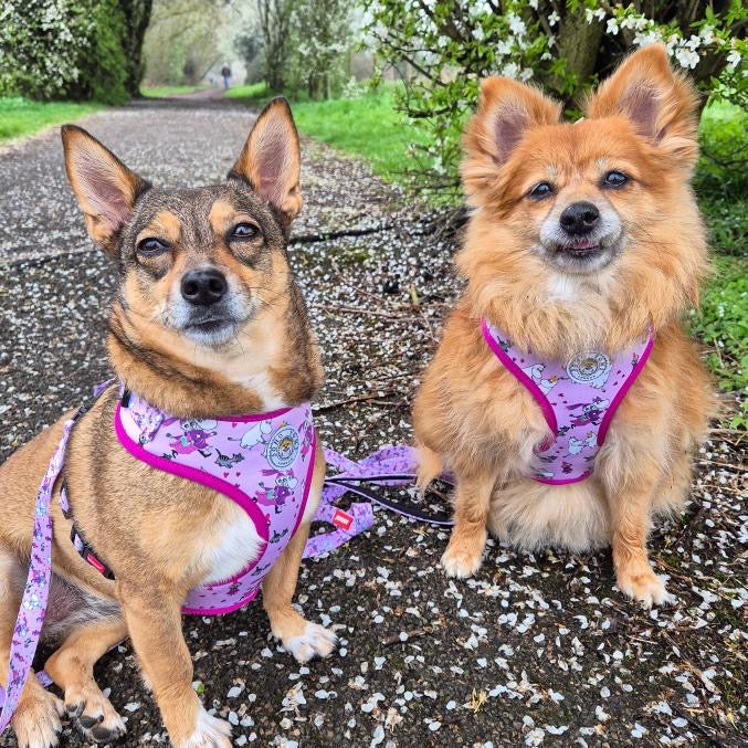 Moomins Pink Champagne Dogs Padded Harness by Soho Poms | Shop Brit | UK Pet Shop | Dog Harnesses