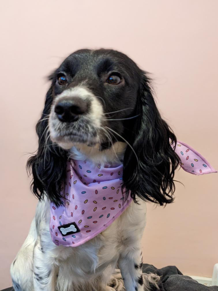 Sprinkles For Days Cooling Bandana - Pink | Shop Brit | UK Pet Shop | Pet Products