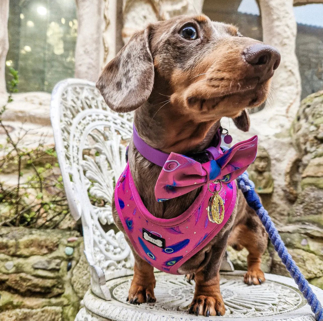 Peacock Power Adjustable Dog Harness - hot pink peacock feather dog harness | Shop Brit | UK Pet Shop | Pet Products