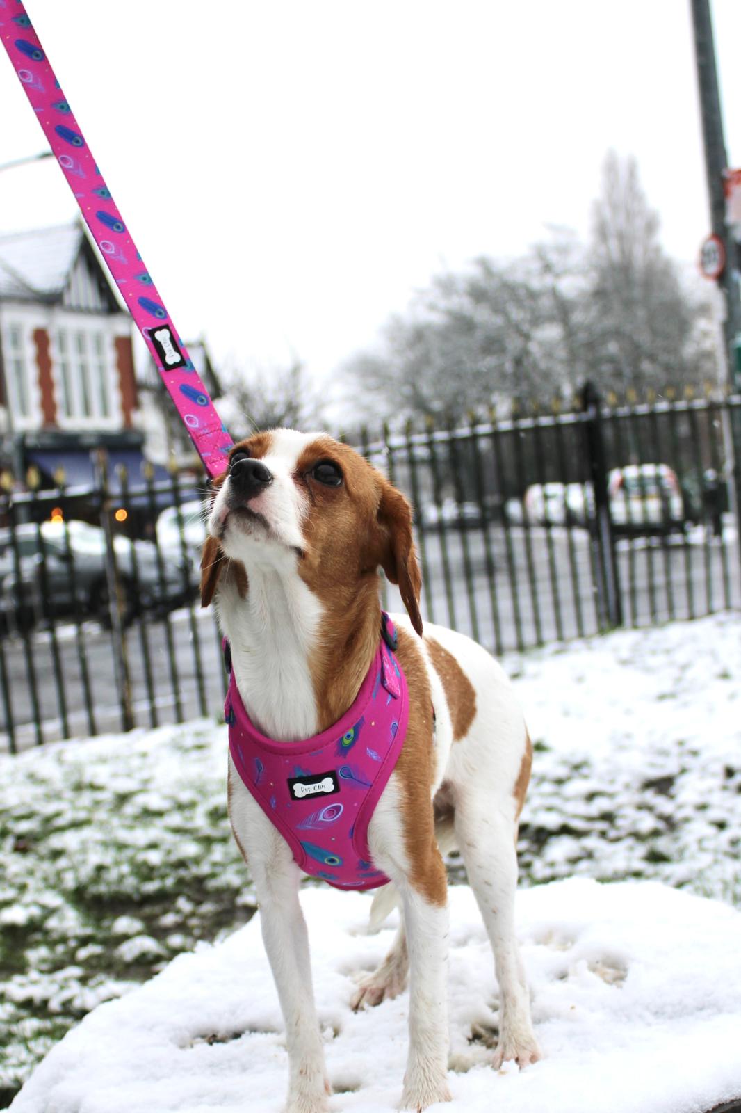 Peacock Power Adjustable Dog Harness - hot pink peacock feather dog harness | Shop Brit | UK Pet Shop | Pet Products