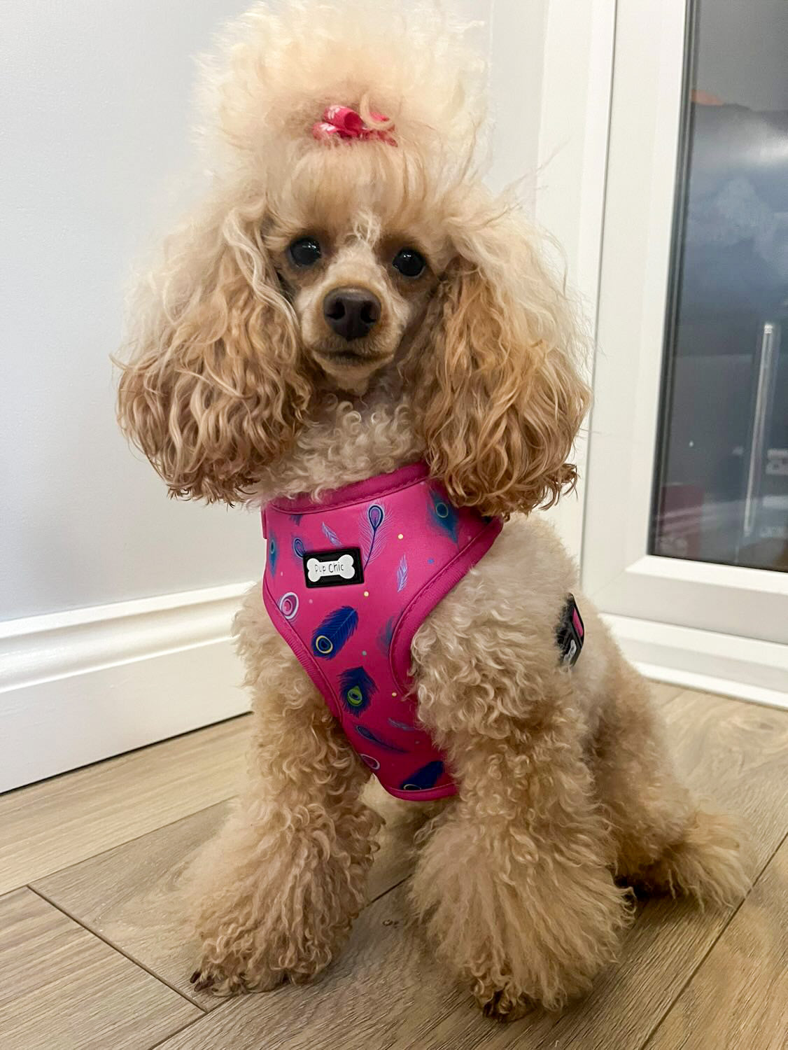 Peacock Power Adjustable Dog Harness - hot pink peacock feather dog harness | Shop Brit | UK Pet Shop | Pet Products
