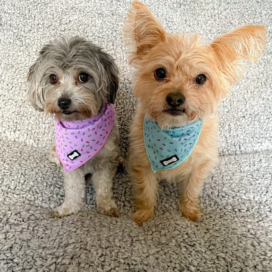 Sprinkles For Days Cooling Bandana - Pink | Shop Brit | UK Pet Shop | Pet Products