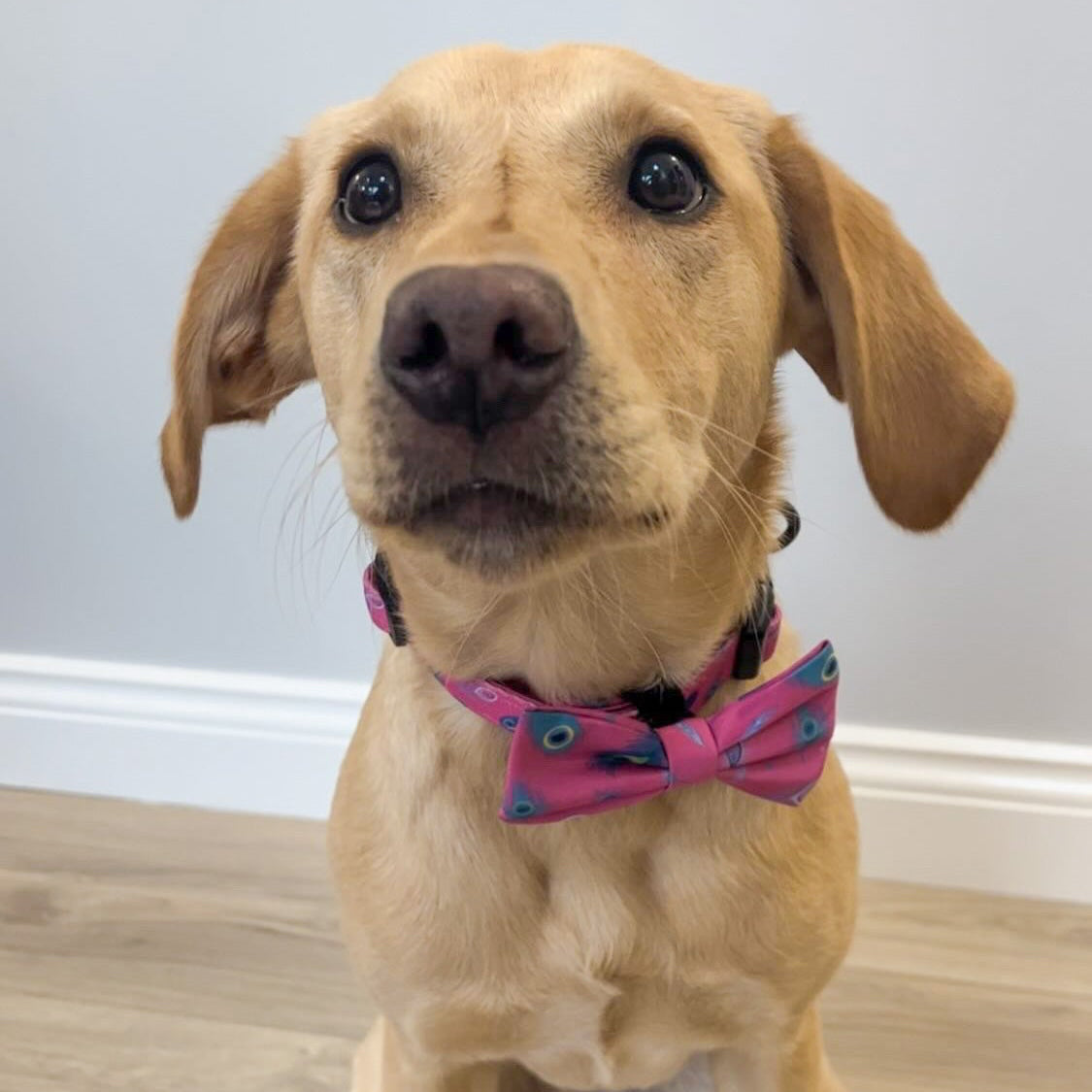 Peacock Power Dog Collar: Stylish, Durable, and Comfortable for Your Dog | Shop Brit | UK Pet Shop | Pet Products