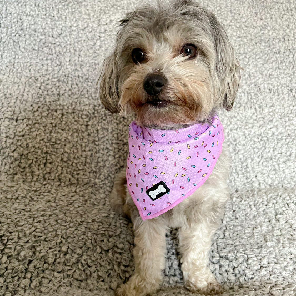 Sprinkles For Days Cooling Bandana - Pink | Shop Brit | UK Pet Shop | Pet Products