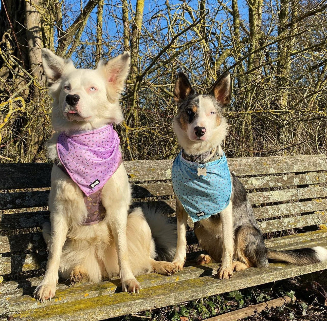 Sprinkles For Days Cooling Bandana - Pink | Shop Brit | UK Pet Shop | Pet Products