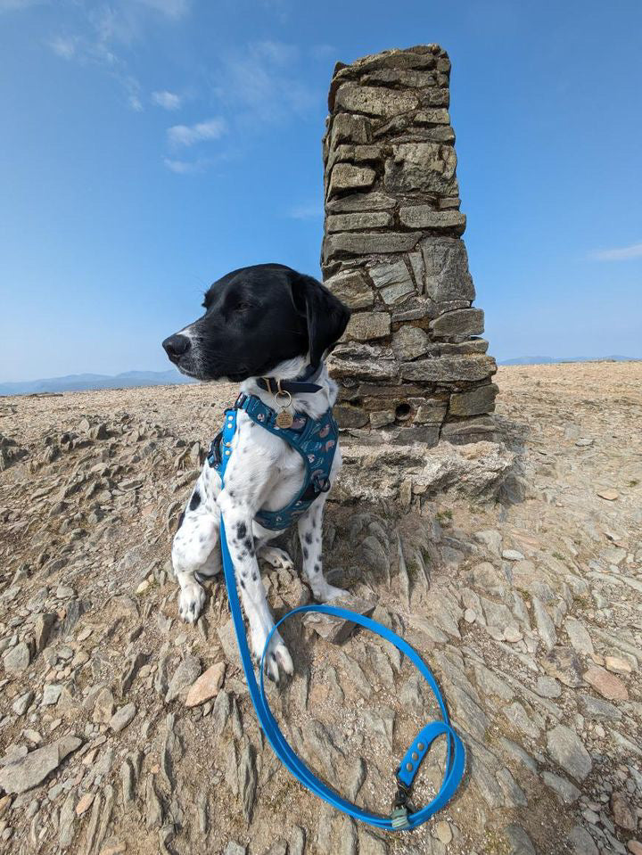 Lazy Sloth Tactical Dog Harness | Shop Brit | UK Pet Shop | 