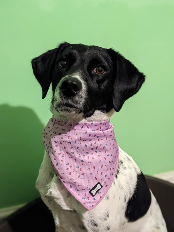 Sprinkles For Days Cooling Bandana - Pink | Shop Brit | UK Pet Shop | Pet Products
